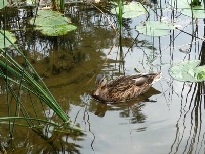 Wild ducks reflection forest lake photo