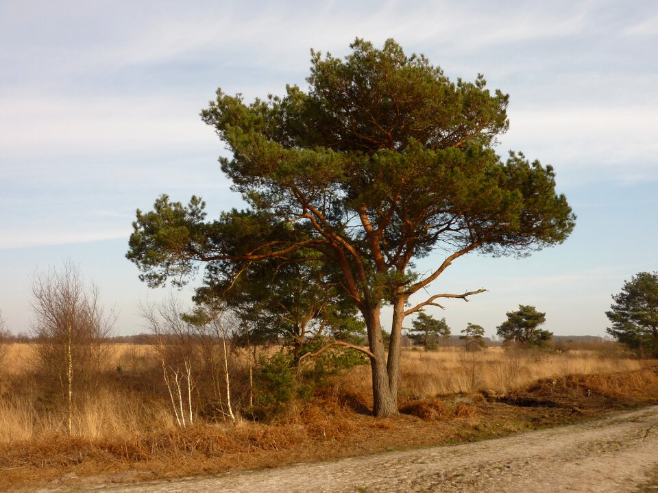 Air wood landscape