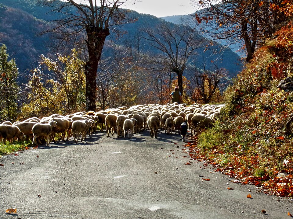 Berger herd cévennes