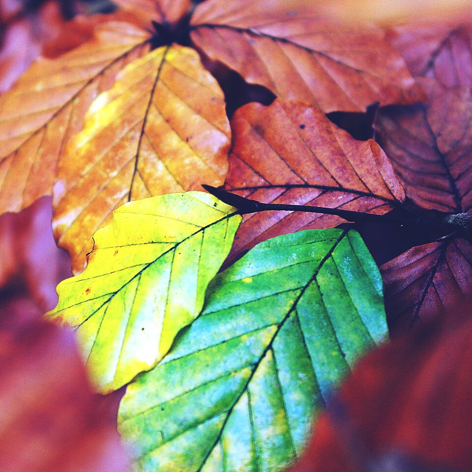 Green brown yellow