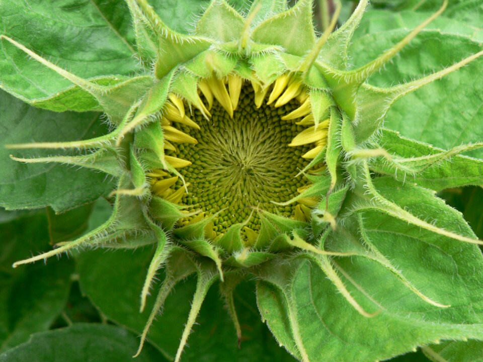 Mandala green yellow