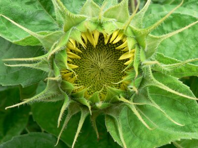 Mandala green yellow photo