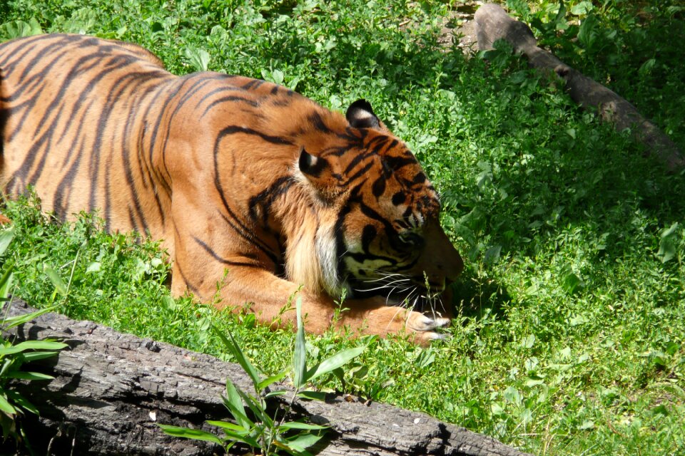 Dangerous wild predator