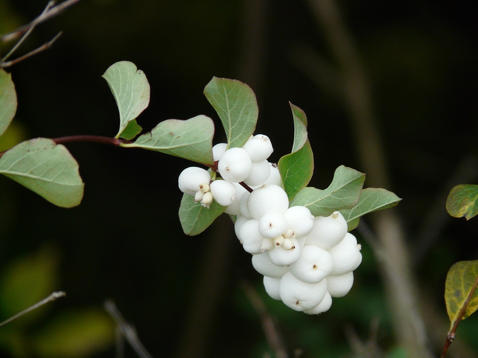 Fruits white snowberry albus