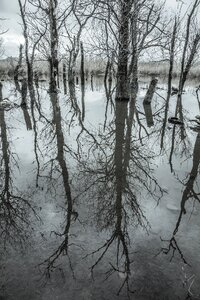 Trunk wood sky