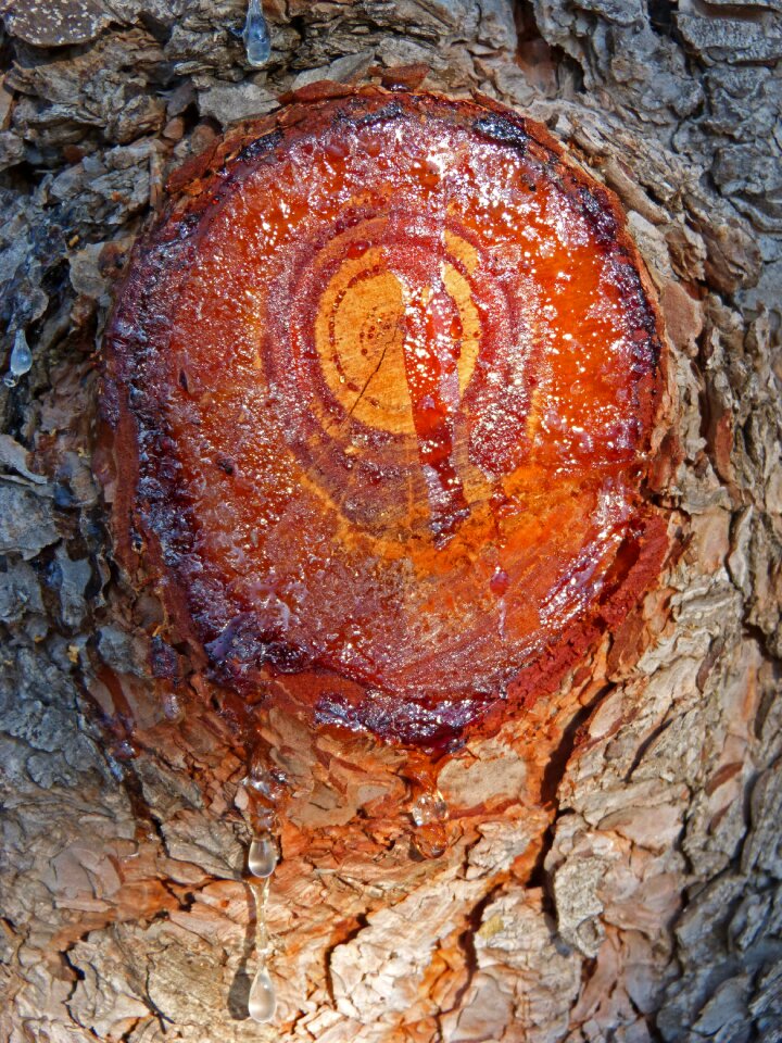 Resin texture trunk