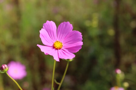 Autumn in autumn purple