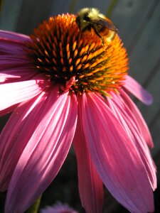 Echinacea bee photo