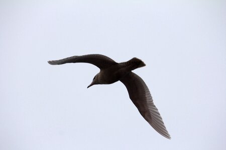Havmåge seagull flying