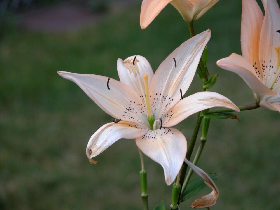 Macro white