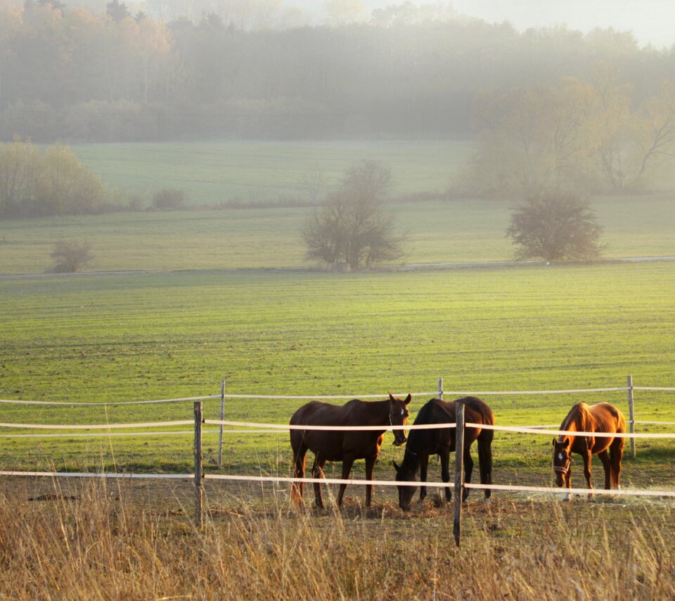 Grass fog morning