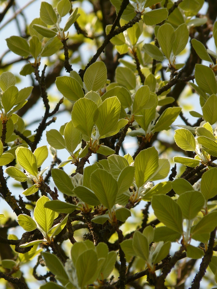 Leaves backlighting airy