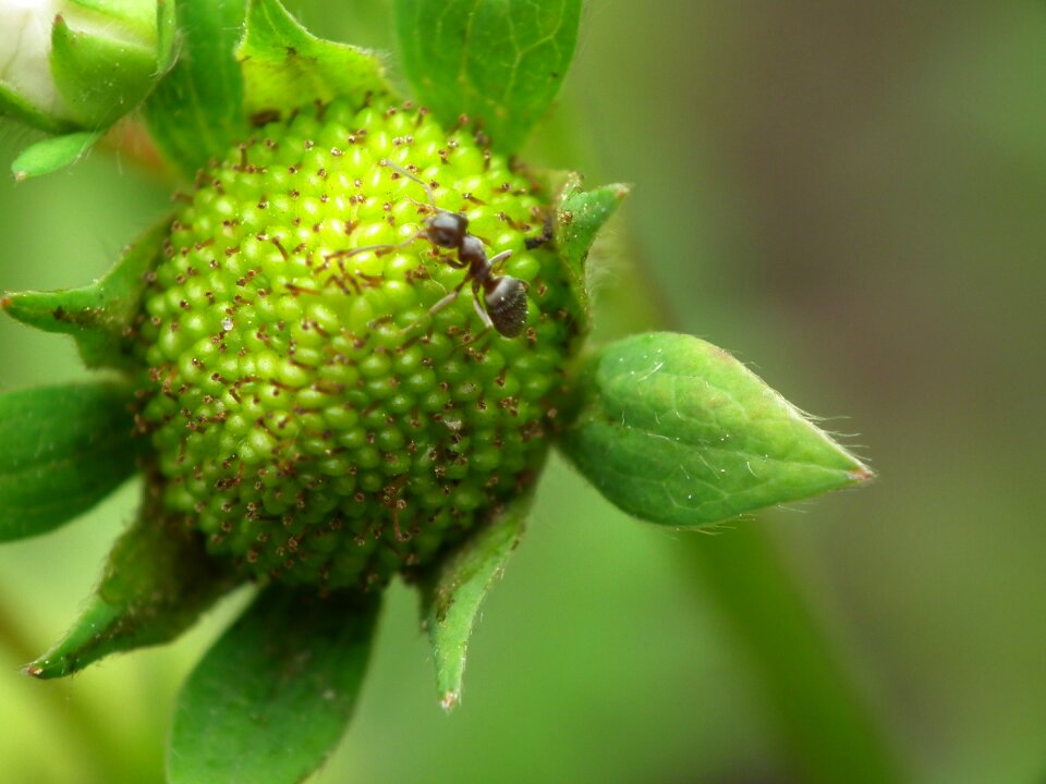 Strawberry green immaturity fruit