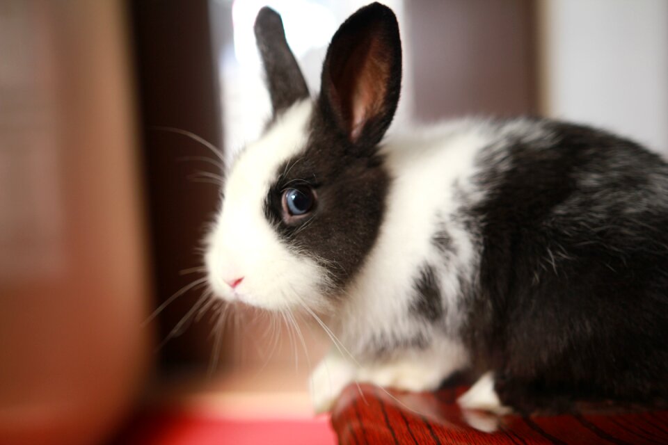Rabbit pets animal