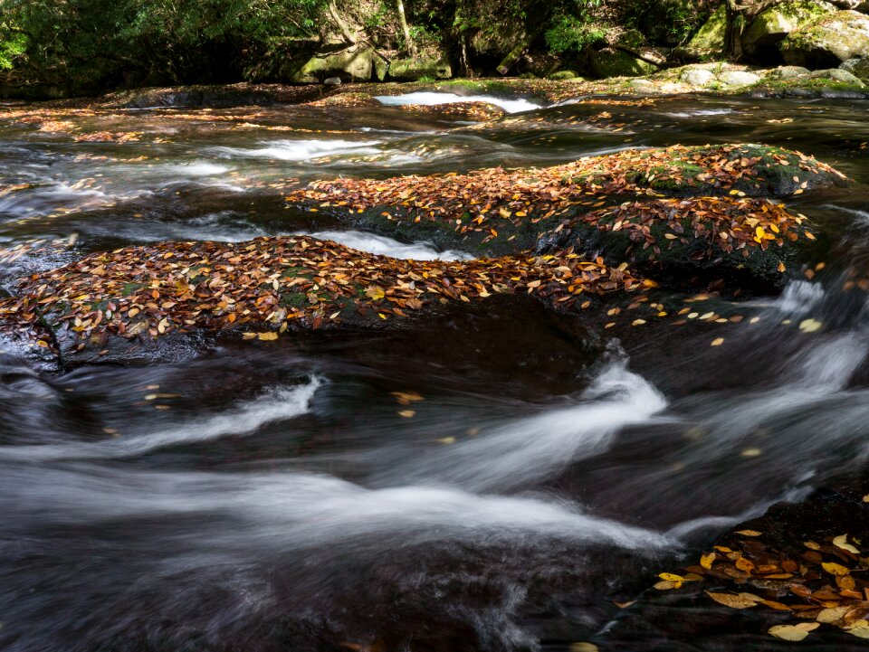 Valley autumn leaf