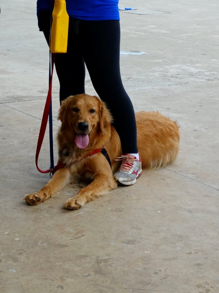 Domestic animals golden golden retriever