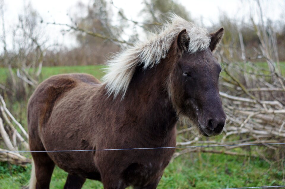 Blond mane darß