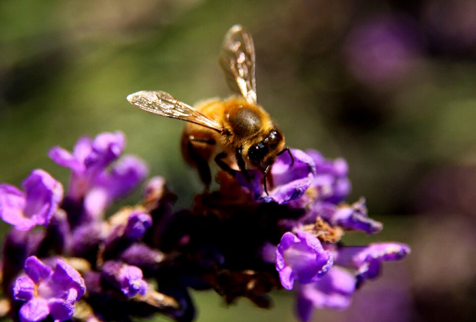 Pollen insect nature