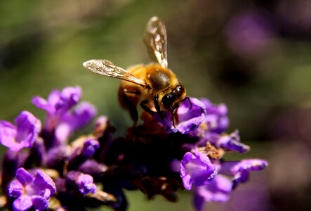 Pollen insect nature
