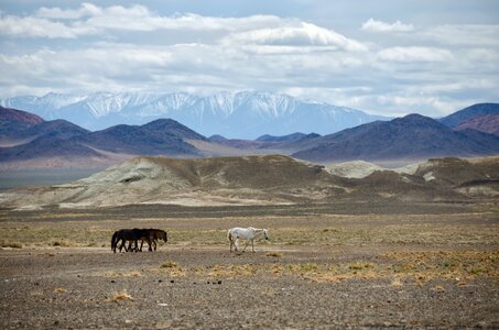 Summer steppe desert photo