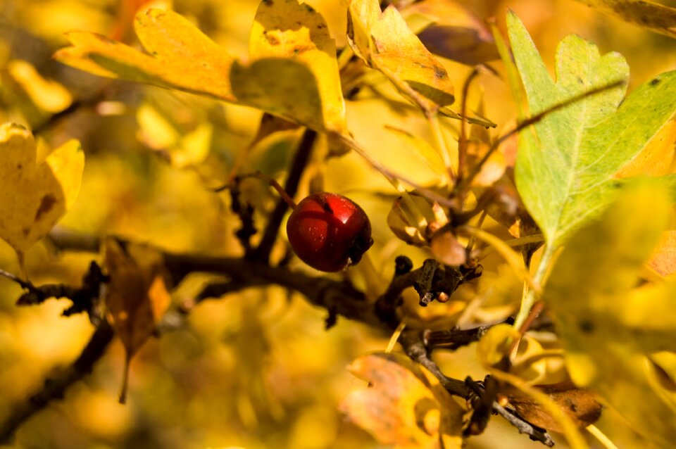 Nature berry red forest