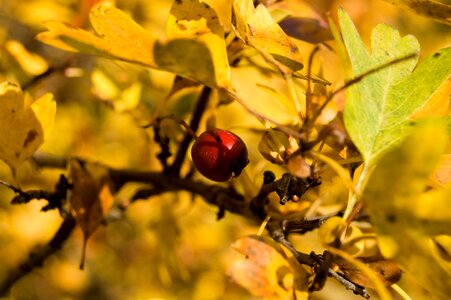 Nature berry red forest