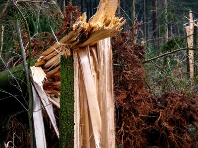 Overturned tree wood