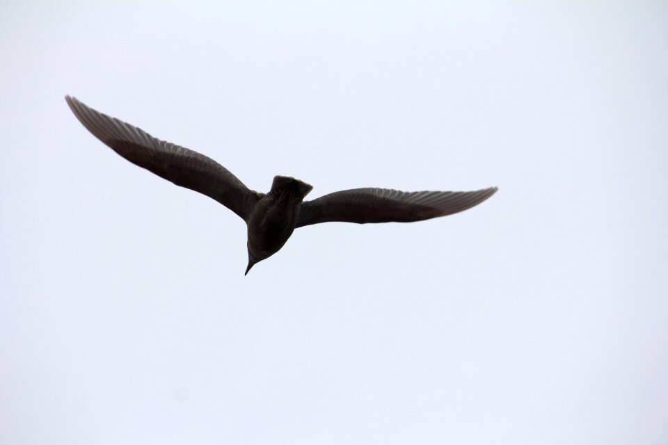 Havmåge seagull flying