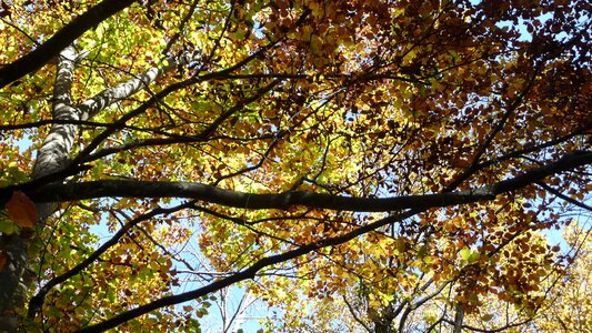 Fall background fall leaves background seasonal
