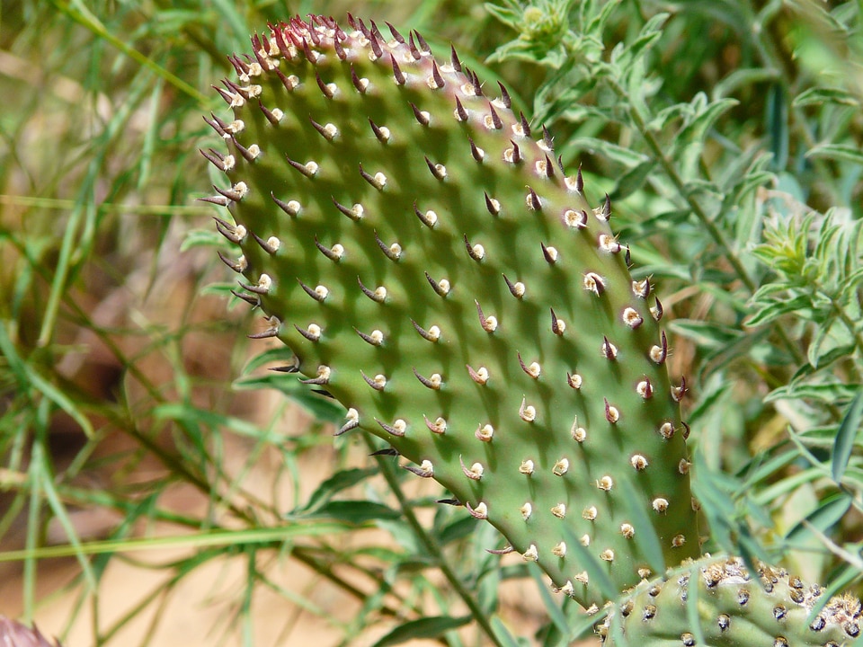 Flora sting prickly
