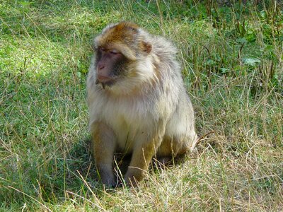 Monkey baboon zoo photo