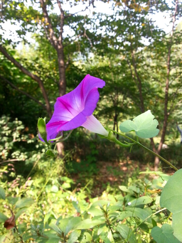 Morning glory flowers Free photos