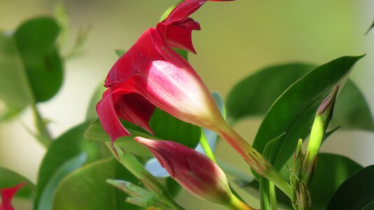 Plant fragile spring