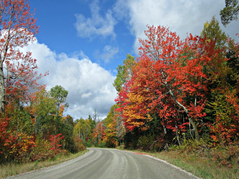 Trees leaves foliage