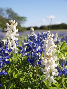 Texas wildflower field