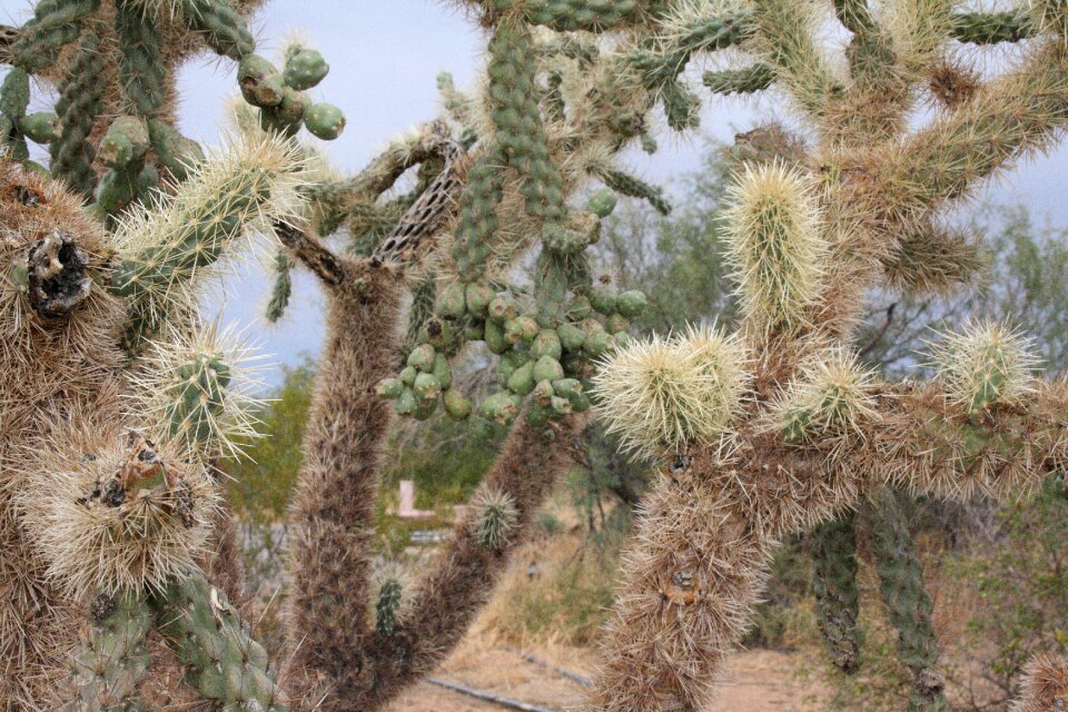 Arizona desert gardens rv park cactus