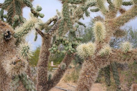 Arizona desert gardens rv park cactus