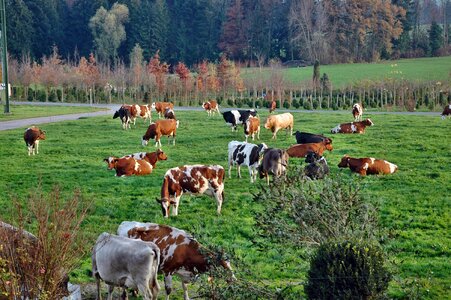 Agriculture graze cattle