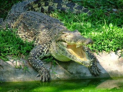 Predator nature young crocodile photo
