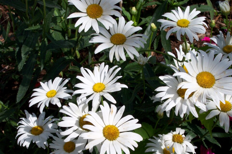 Daisy white