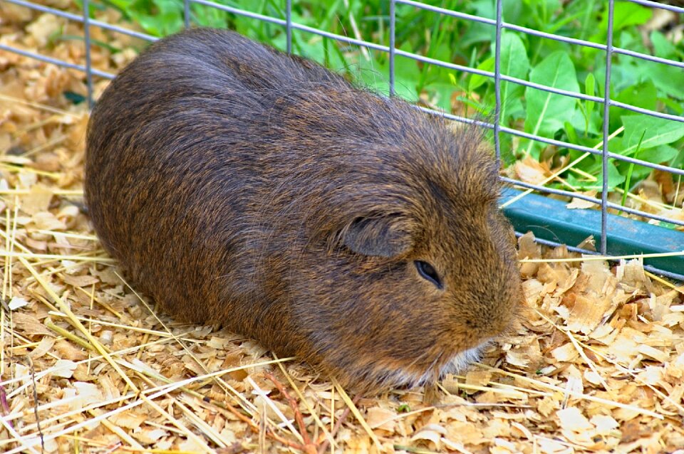Pet rodent furry