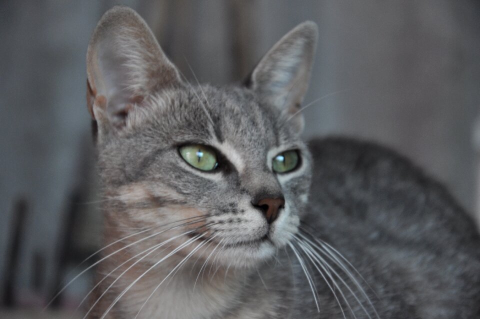 Cat gatta cat's eye