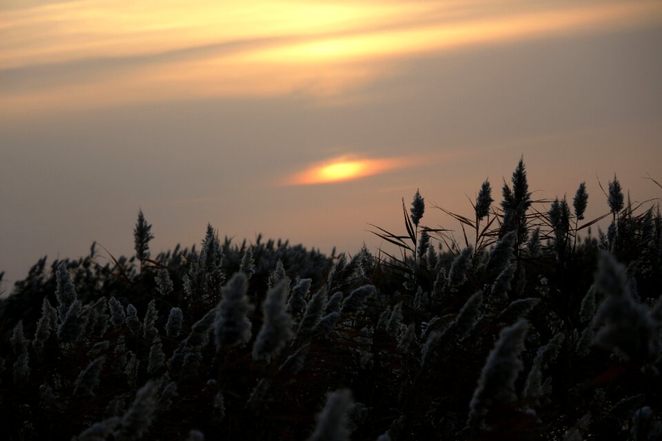 Sunrise reed kasumi