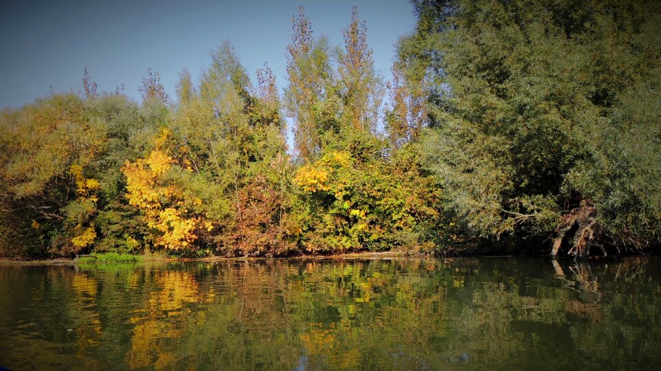 Trees nature landscape photo