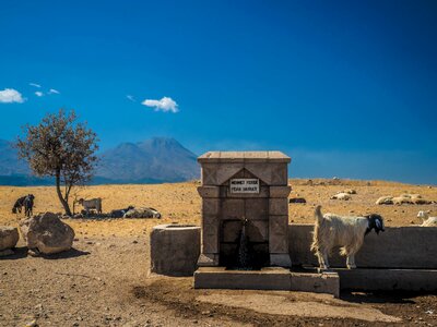 Turkey cappadogia goat