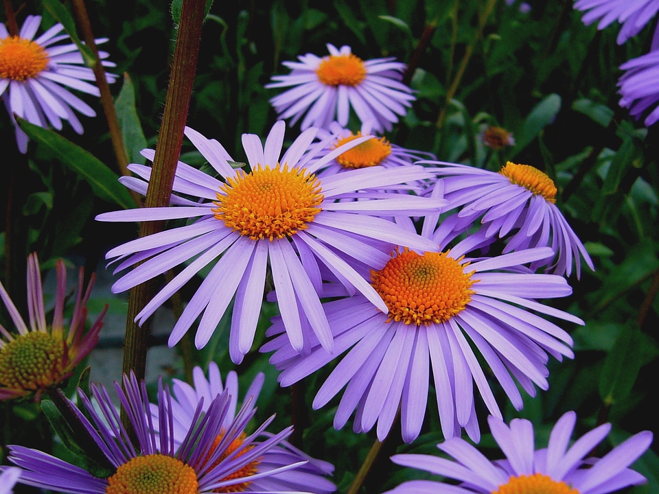 Floral plants natural