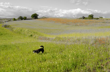 Horizon animal prado