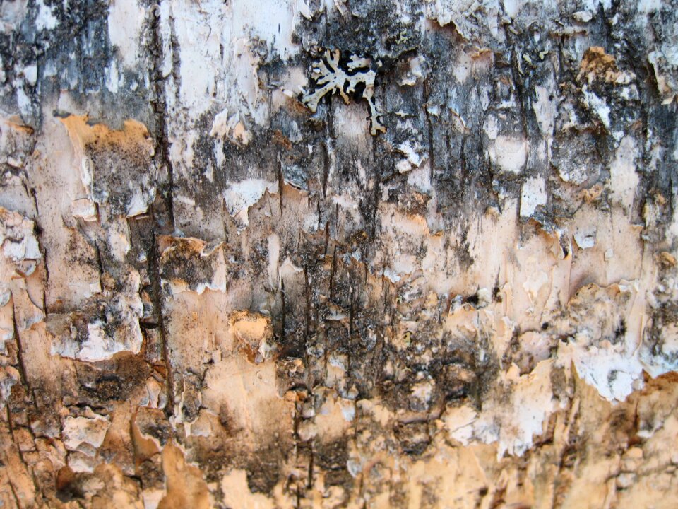 Birch birch bark background