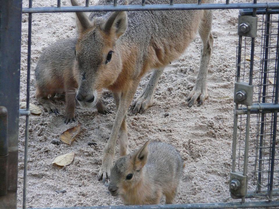Young animals children stall