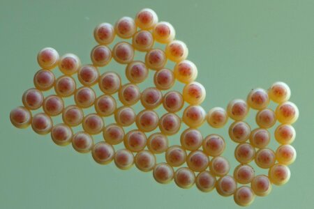 Eggs insect photo